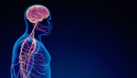whats the connection between acupuncture and the nervous system