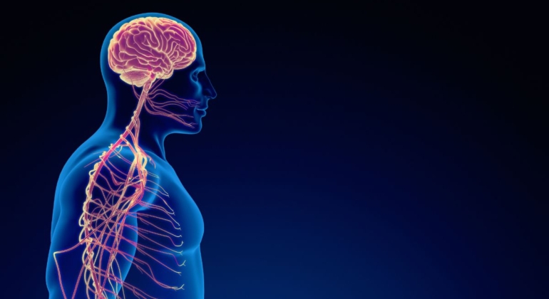 whats the connection between acupuncture and the nervous system