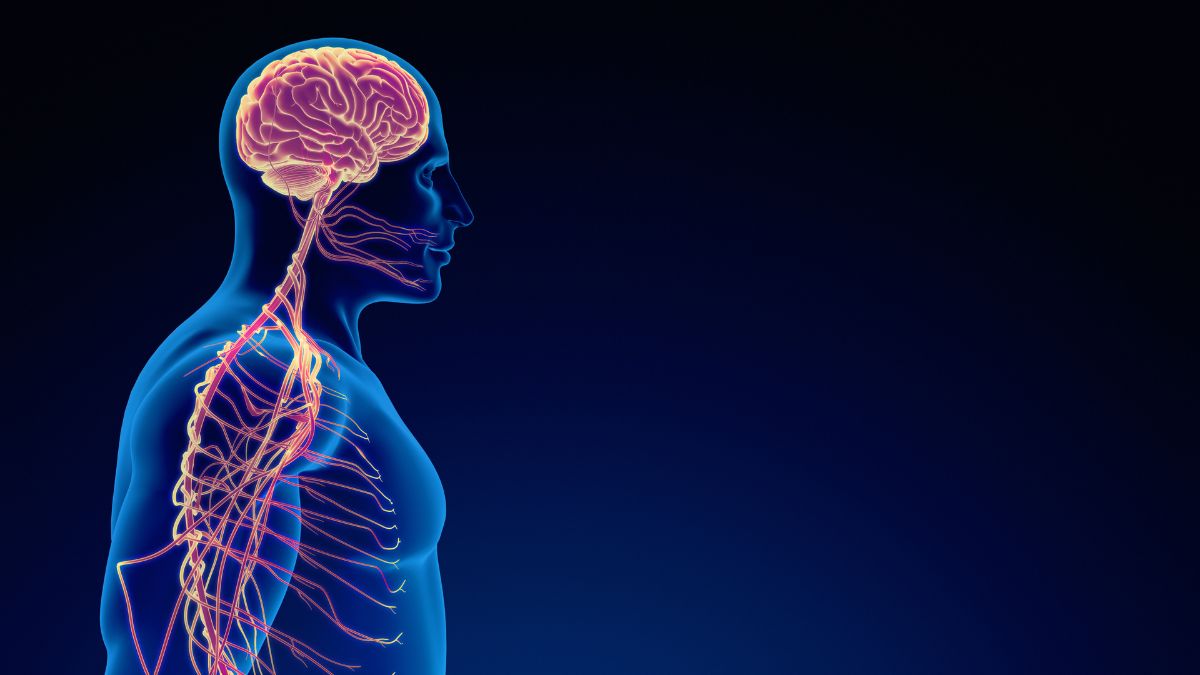 whats the connection between acupuncture and the nervous system